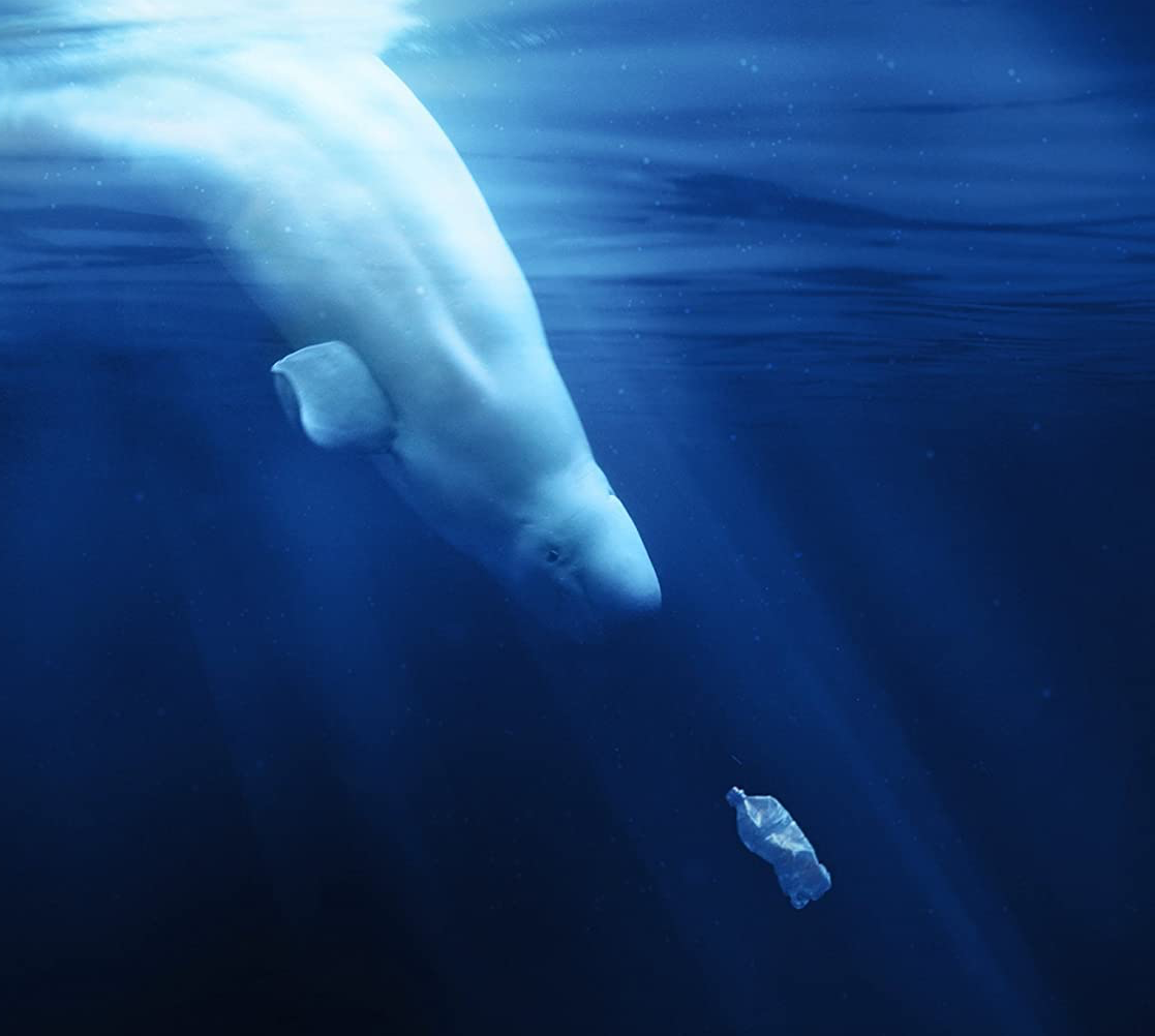 5 documentales para ver Día de los Océanos (o cualquiera)